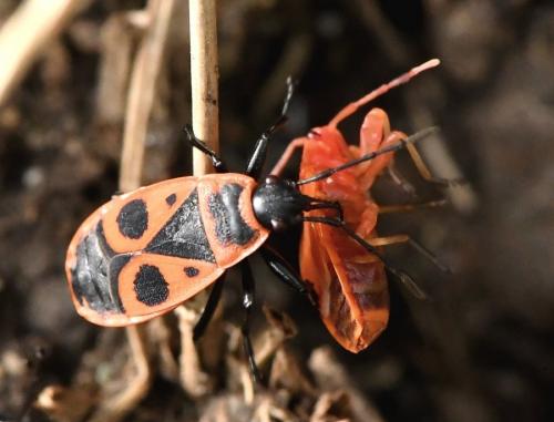 Réf. 217 169 : Pyrrhocoris apterus